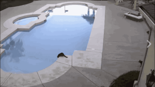 e5b40261ae07d6898b2d275ba4a6d2b0_1740587024_0973.gif